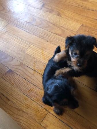 Adorable Yorkie puppies for lovely Homes