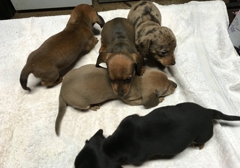 Cute miniature dachshund puppies for sale.